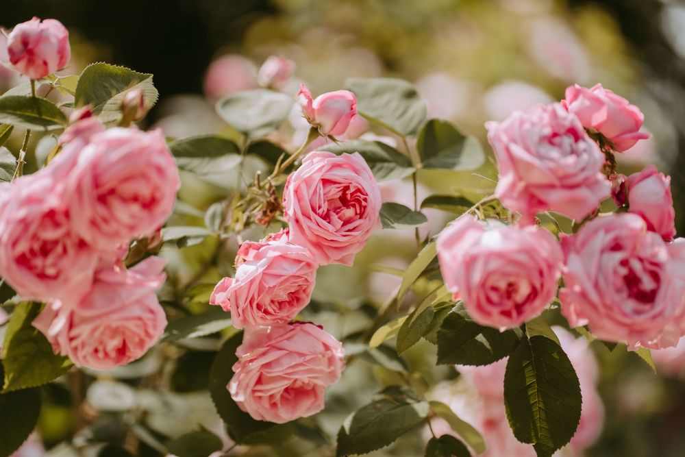 Detailfoto rosa Rosen