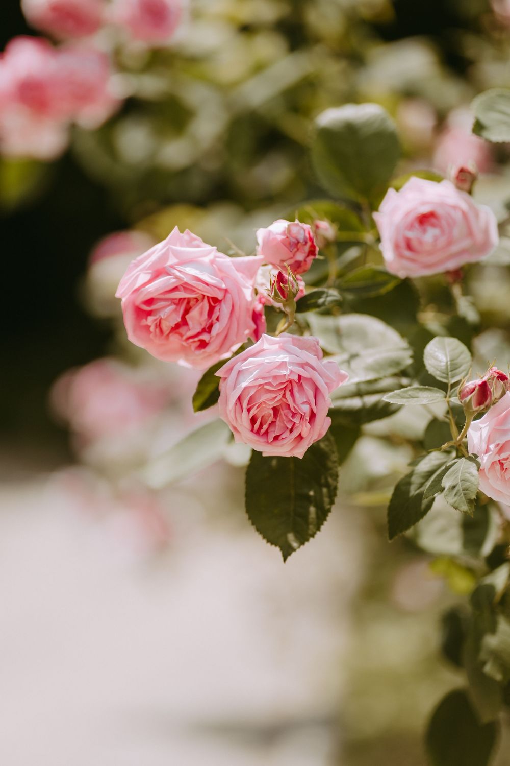 Detailfoto rosa Rosen