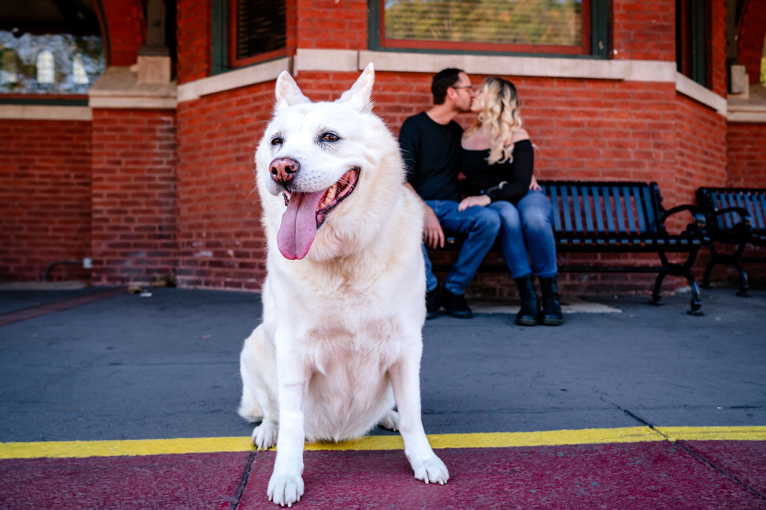 A happy white dog sits on a red brick sidewalk with a joyful expression and tongue out.