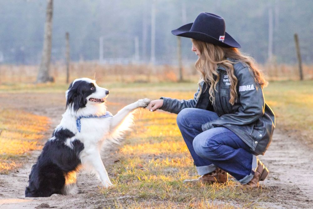 Series of pet photography shots with a dog playing outdoors.