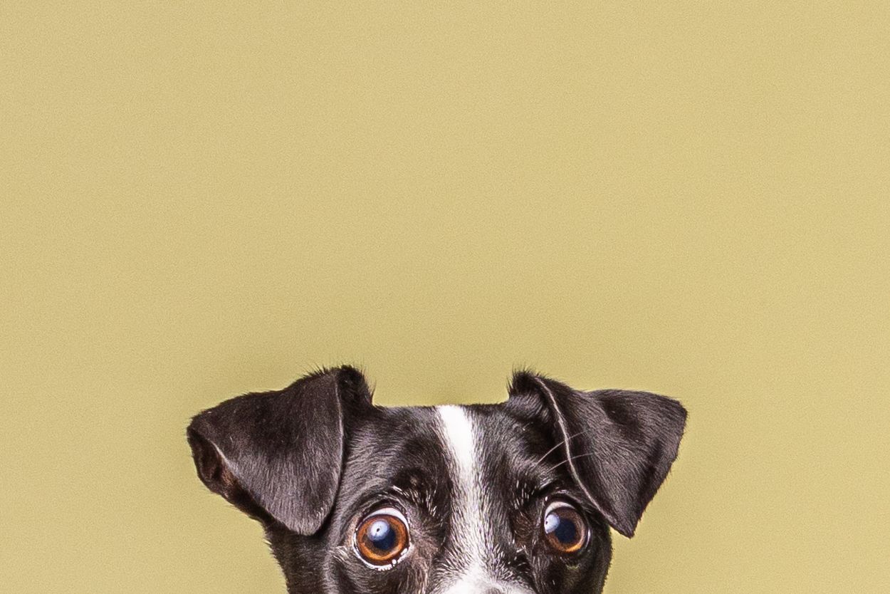 Curious Boston Terrier peeks into frame from bottom against plain beige background.