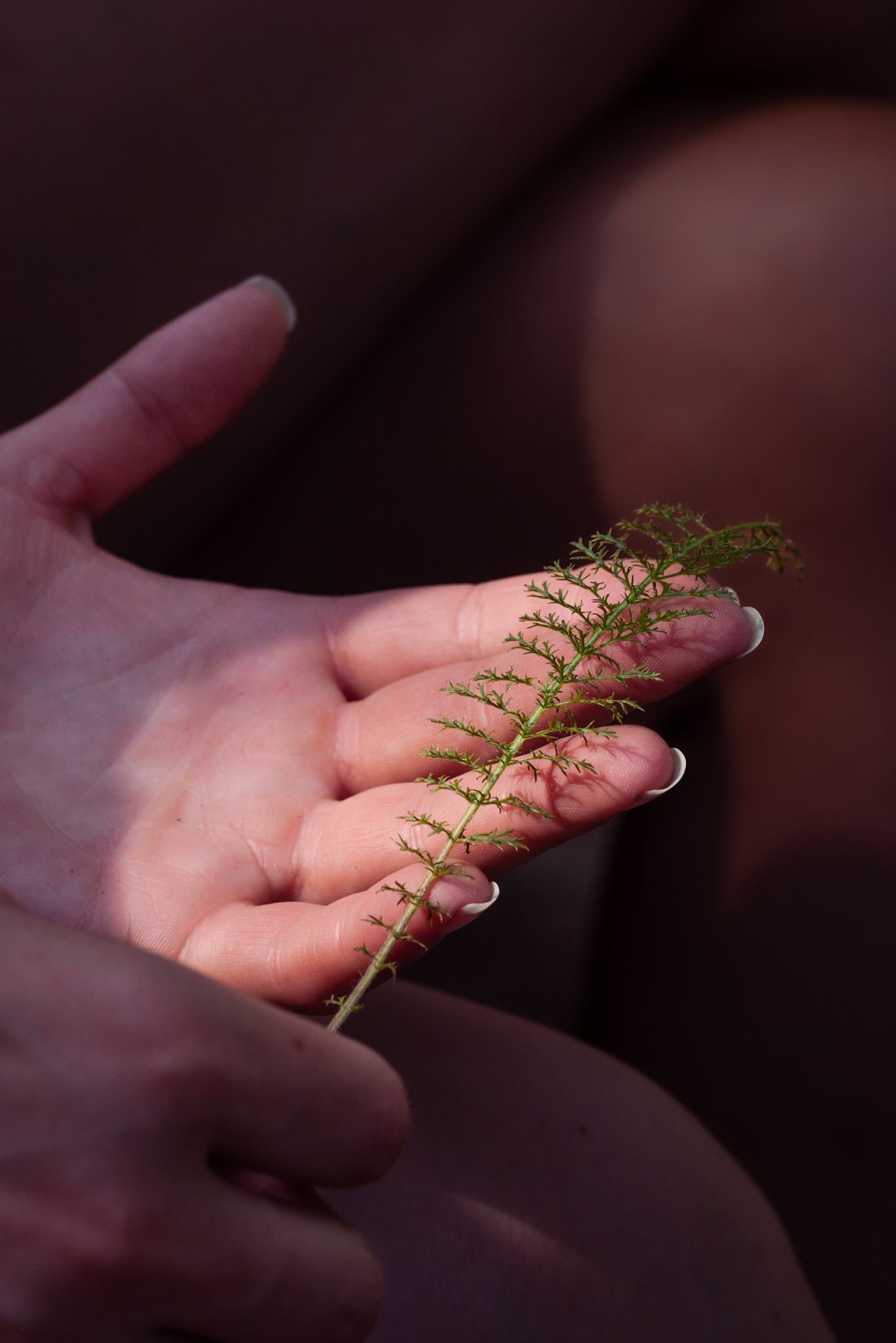 A delicate fern frond gently rests on an open palm in soft lighting.