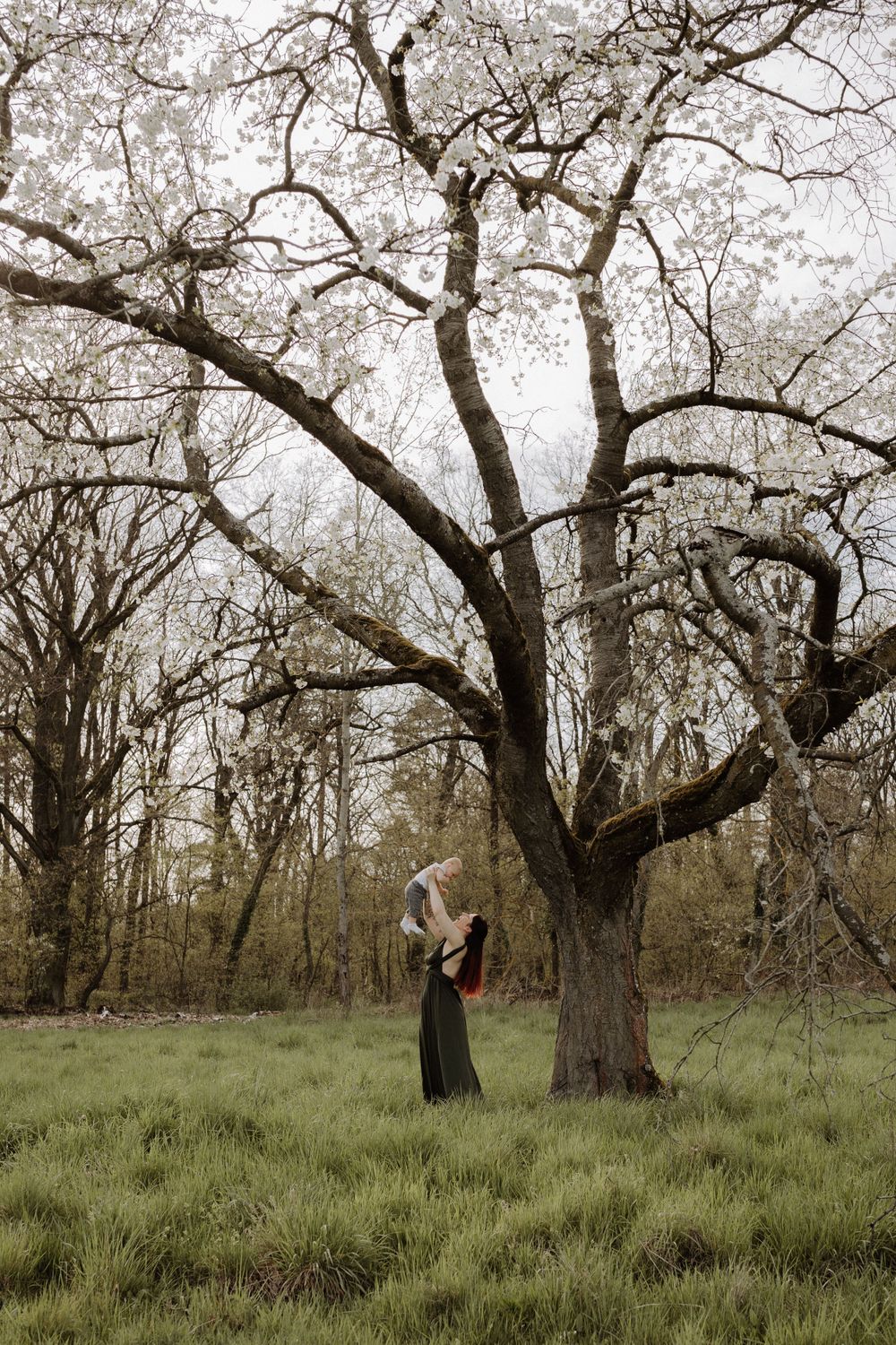 Majestic old tree frames parent and child in ethereal spring woodland scene.