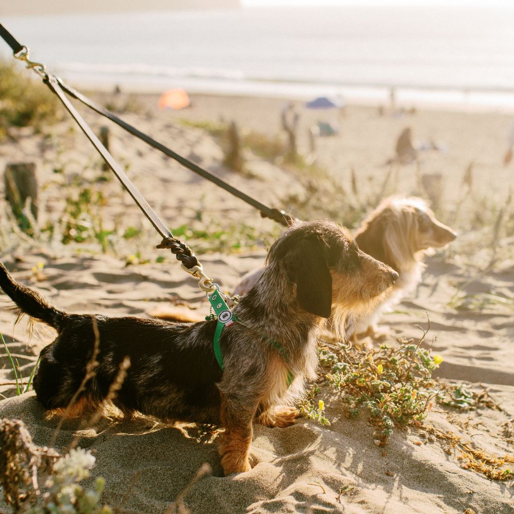 Small dog on leash enjoying beach view from sandy coastal path.