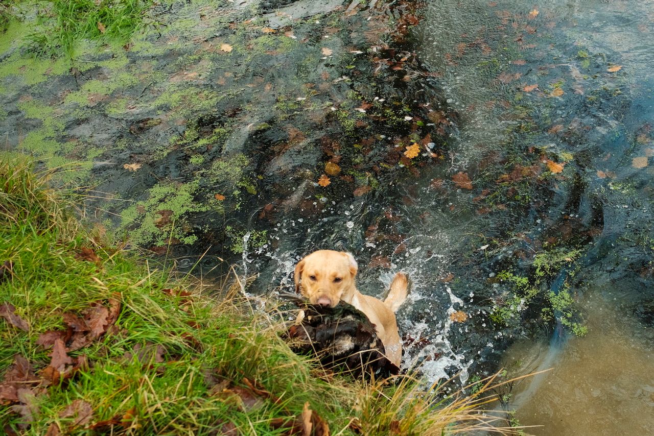Reportage detail shot of Labrador picking up a pheasant from a pond from a driven shoot