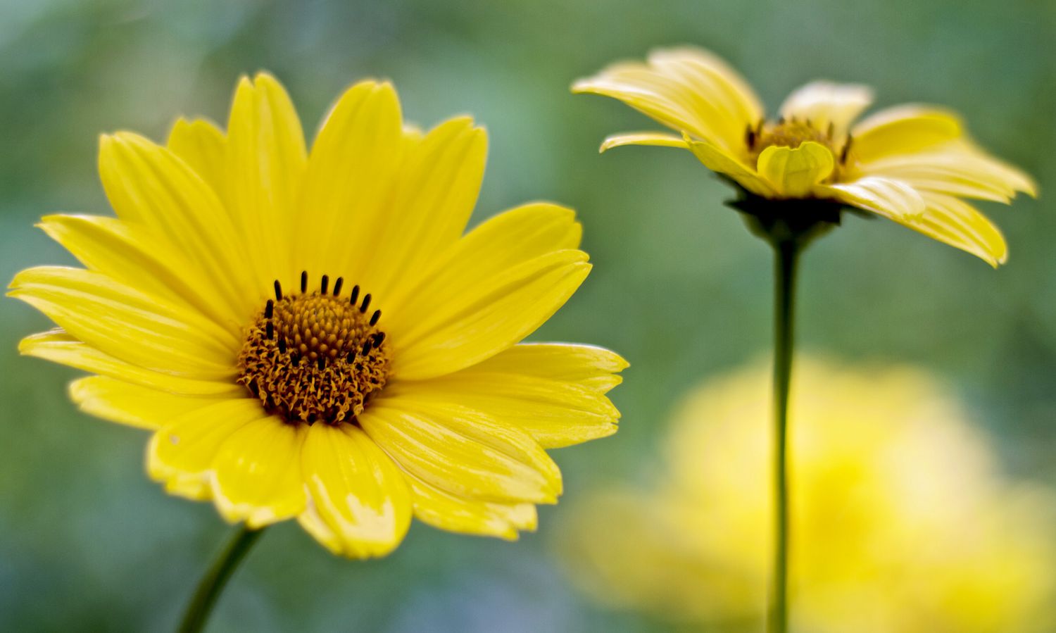 Flower photography closeups yellow daisies