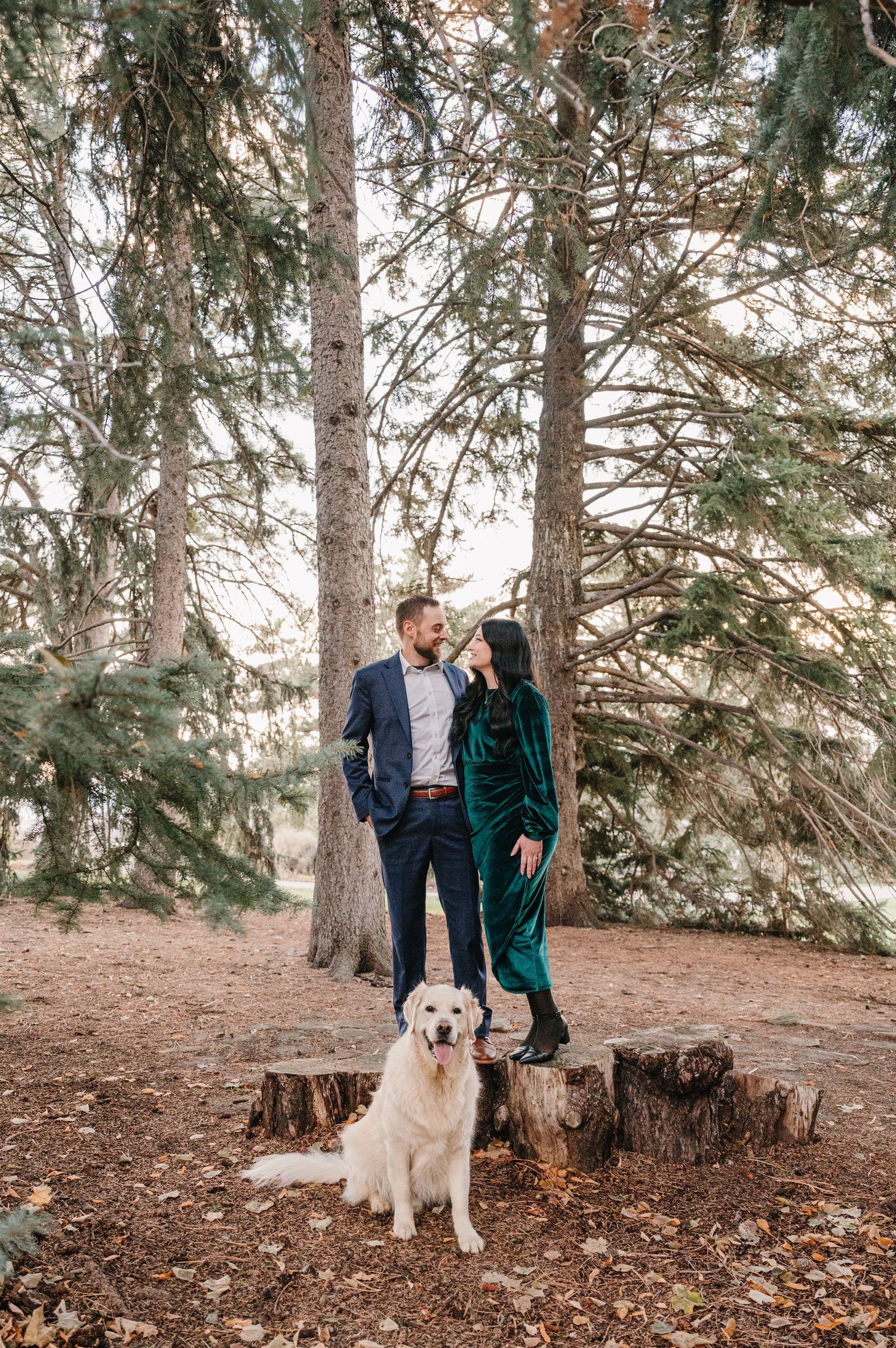A couple in formal wear poses with their white dog on tree stumps in evergreen forest.