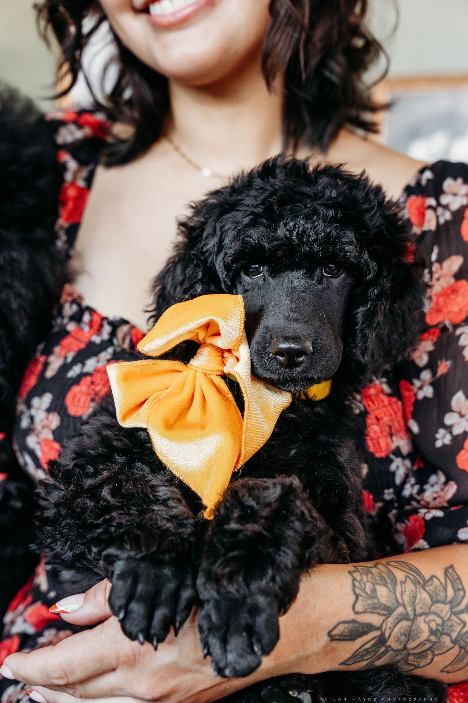 Close-up photo of a black poodle puppy taken in a Buffalo NY photography studio.