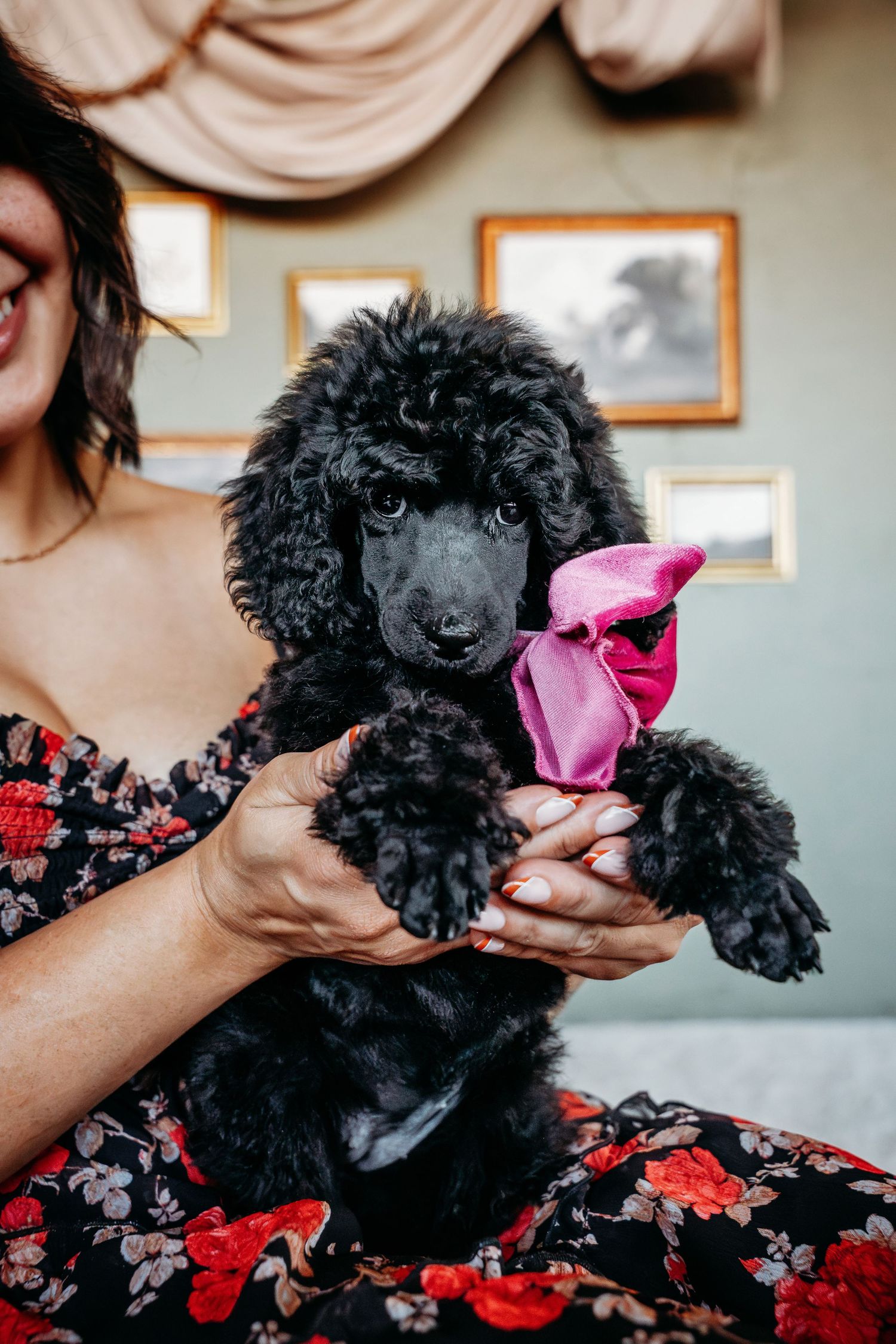 Adorable black poodle puppy with pink bow being held and photographed.