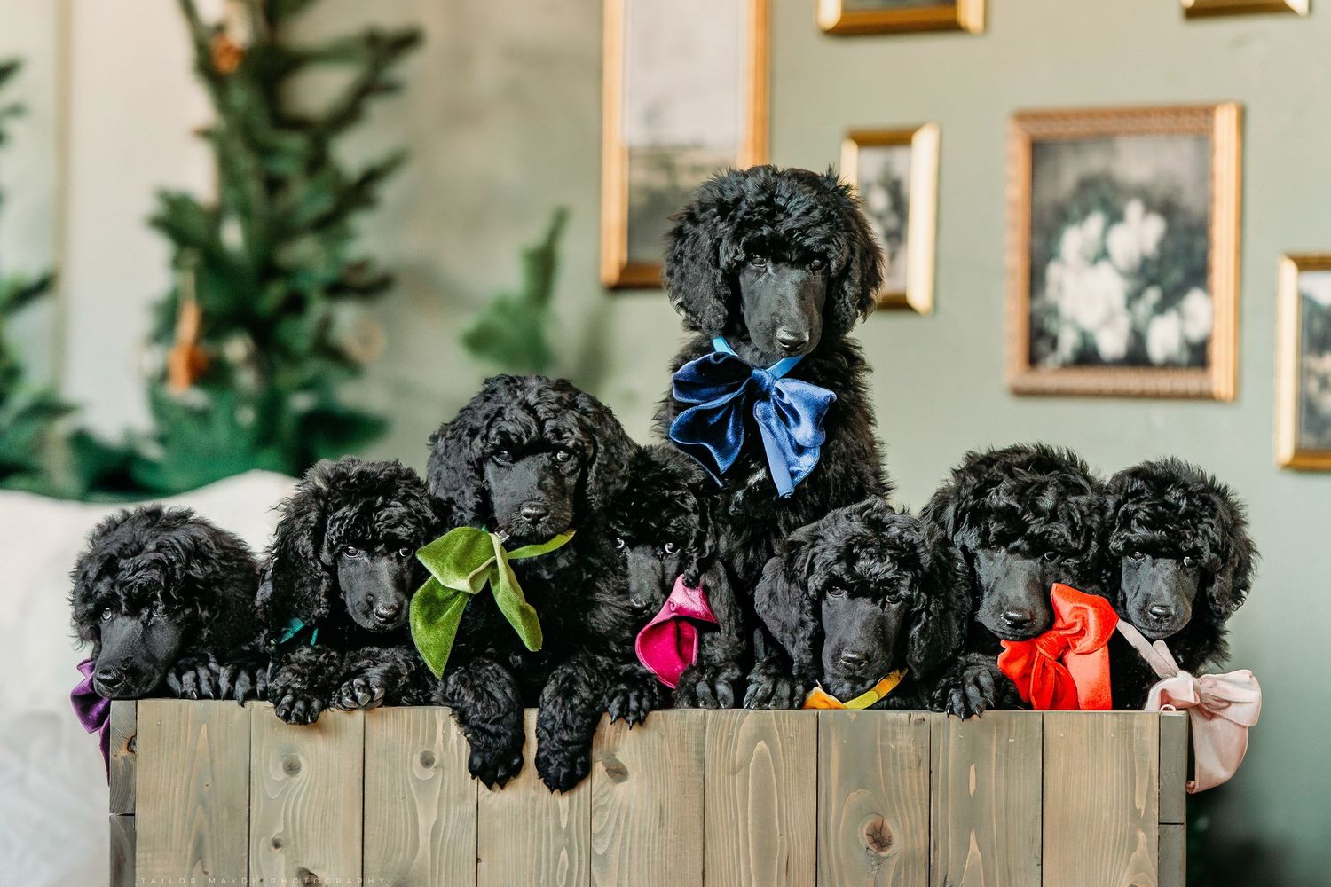 Poodle puppy studio portrait by professional pet photographer in Buffalo NY.