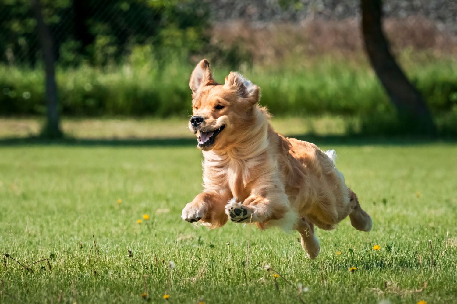 A brown and white dog runs joyfully through a green grass field with its mouth open and tail flowing in the breeze.