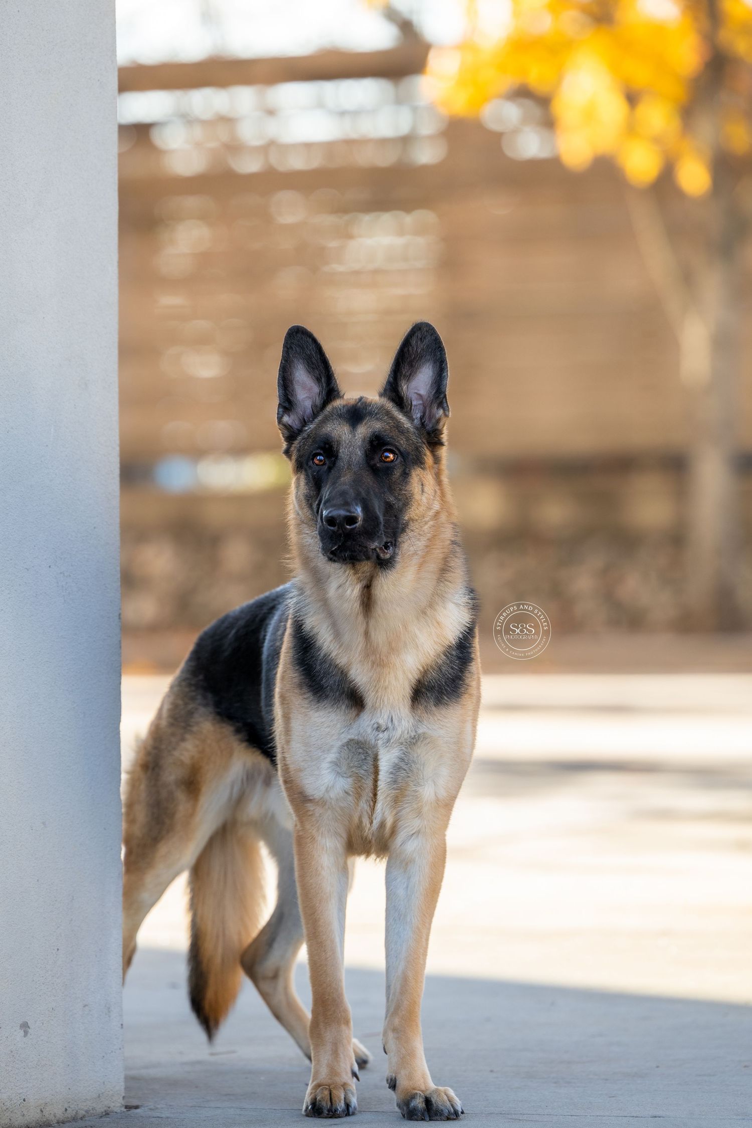 A German Shepherd dog stands alertly in an outdoor setting with warm golden lighting and white pillars in the background.