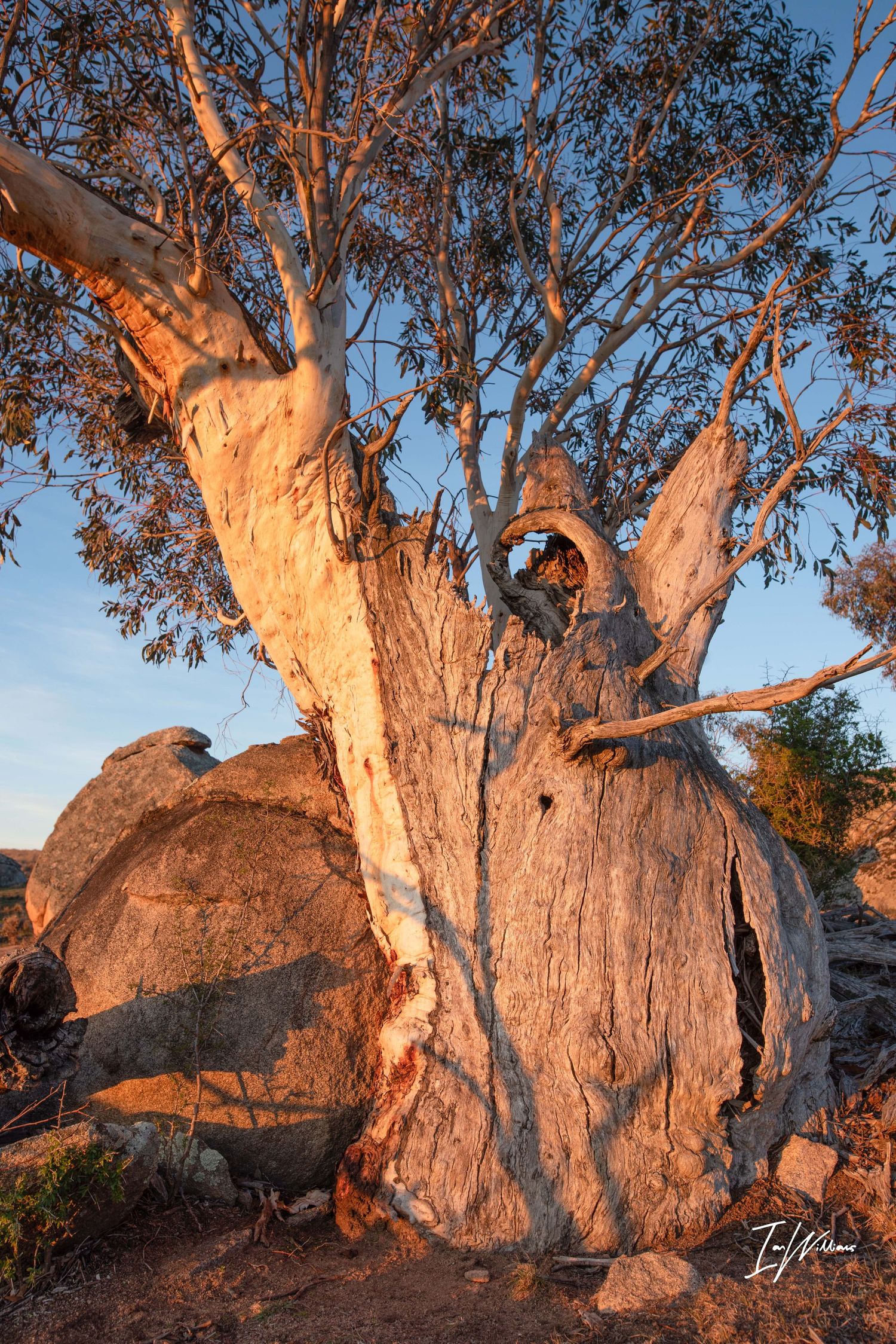 Monaro landscape