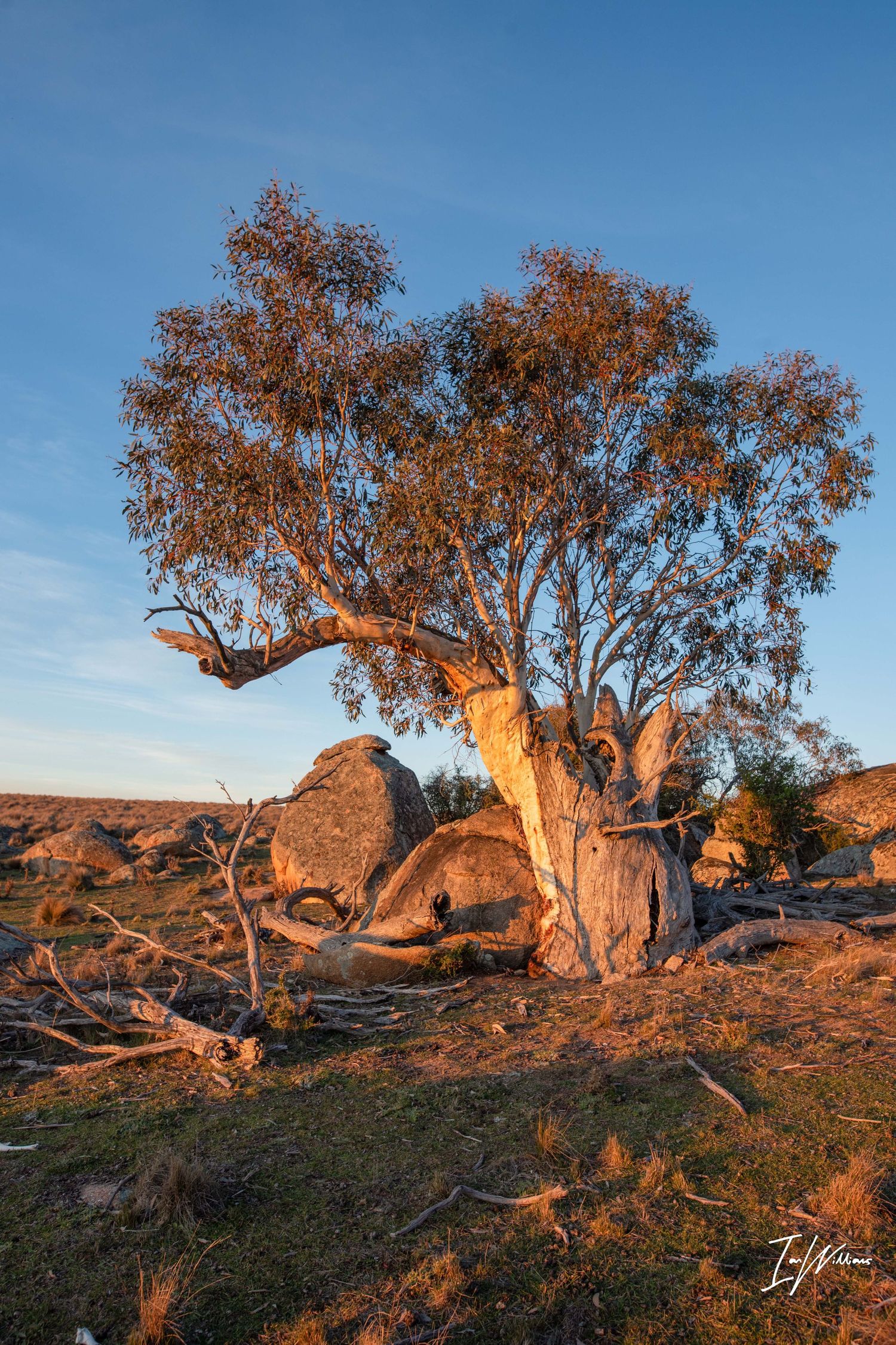 Snow gum