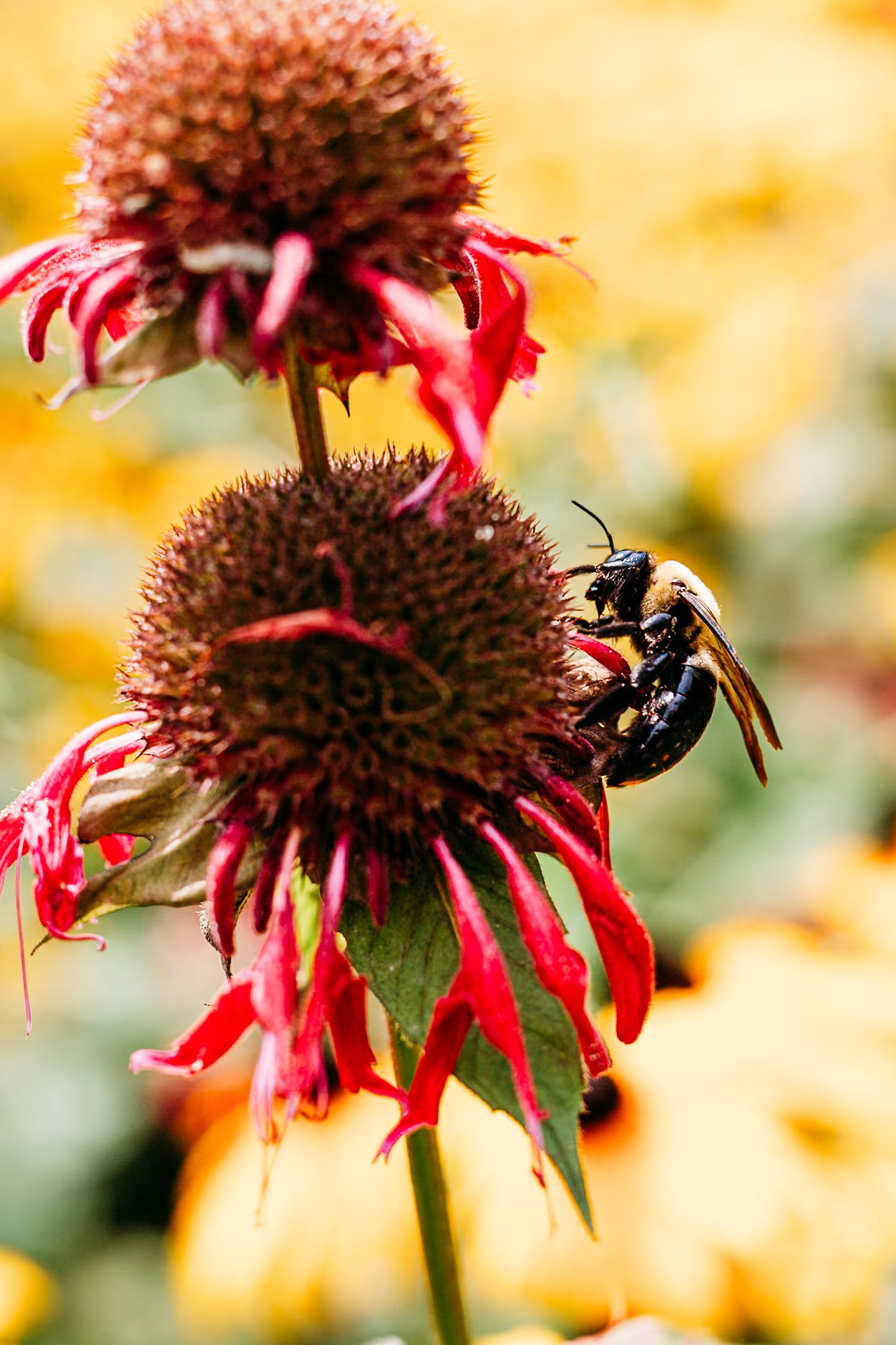 Bee; Flower