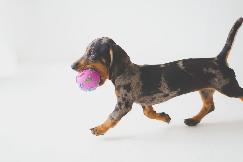 dashund with colour ball cute and happy