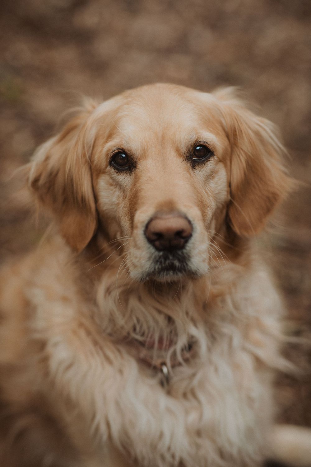 Golden retriever mix dog with fluffy cream-colored fur shown in a series of close-up portrait shots against a blurred background.