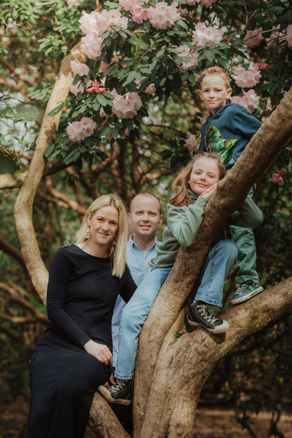 Climbing shots among blooming pink rhododendron bushes in a spring garden setting.