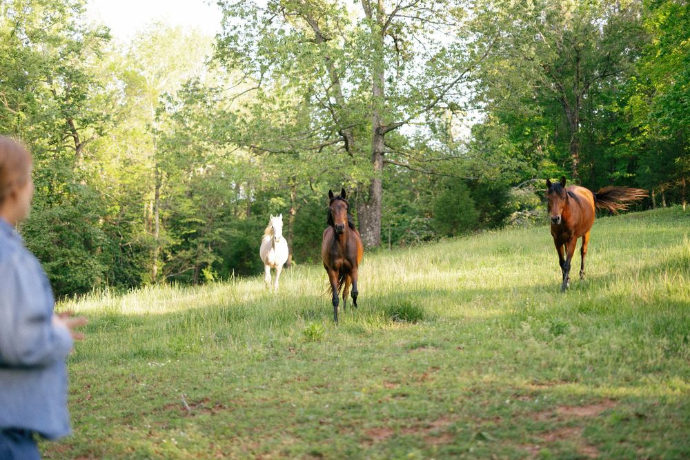 Several horses graze peacefully in a sunlit green pasture with trees in the background.