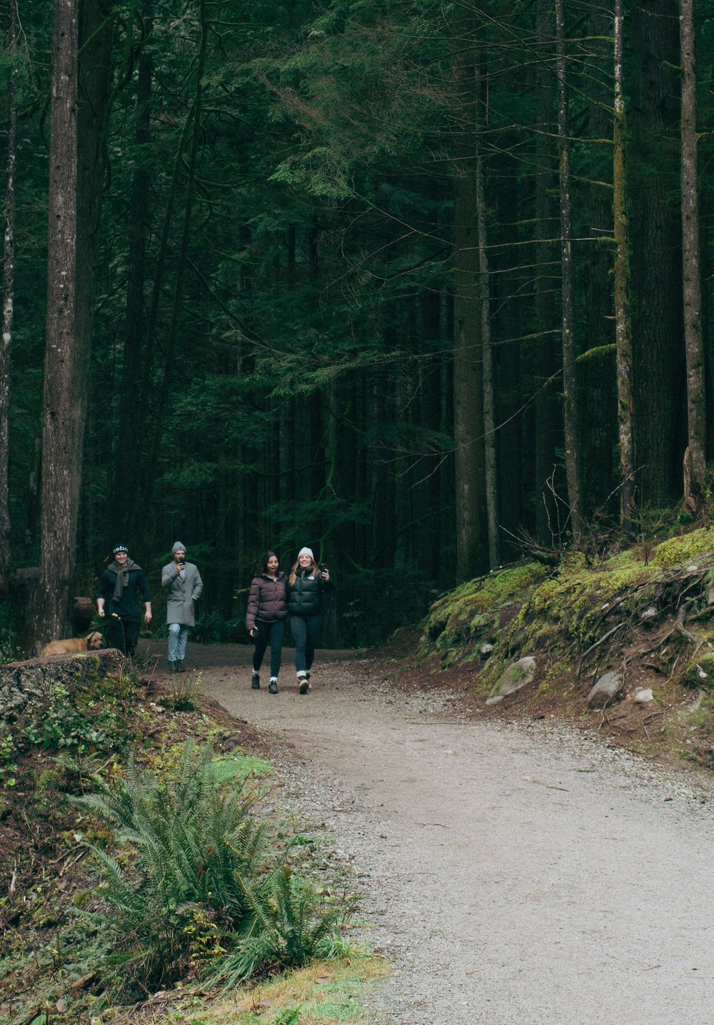A gravel hiking trail winds through a dense evergreen forest with people walking in the distance.