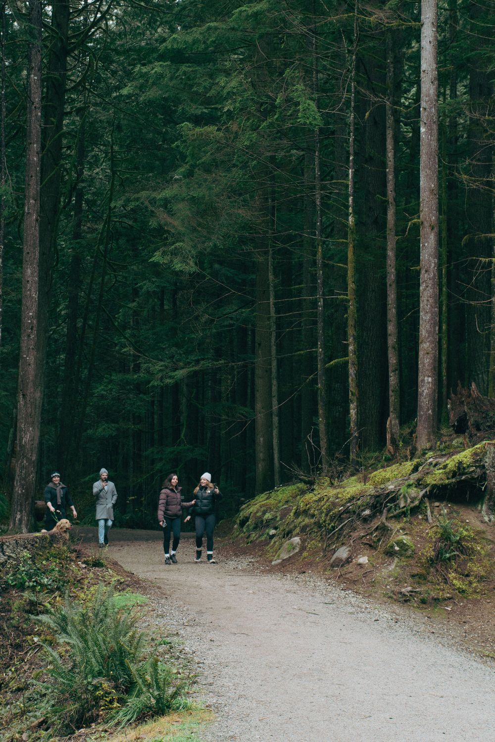 A wide gravel path cuts through a dense forest of tall evergreen trees.