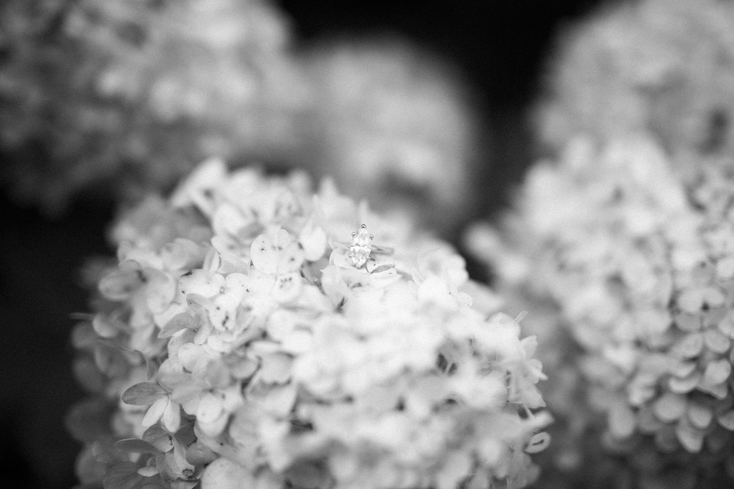 Delicate white hydrangea flowers in soft black and white bokeh macro photography.