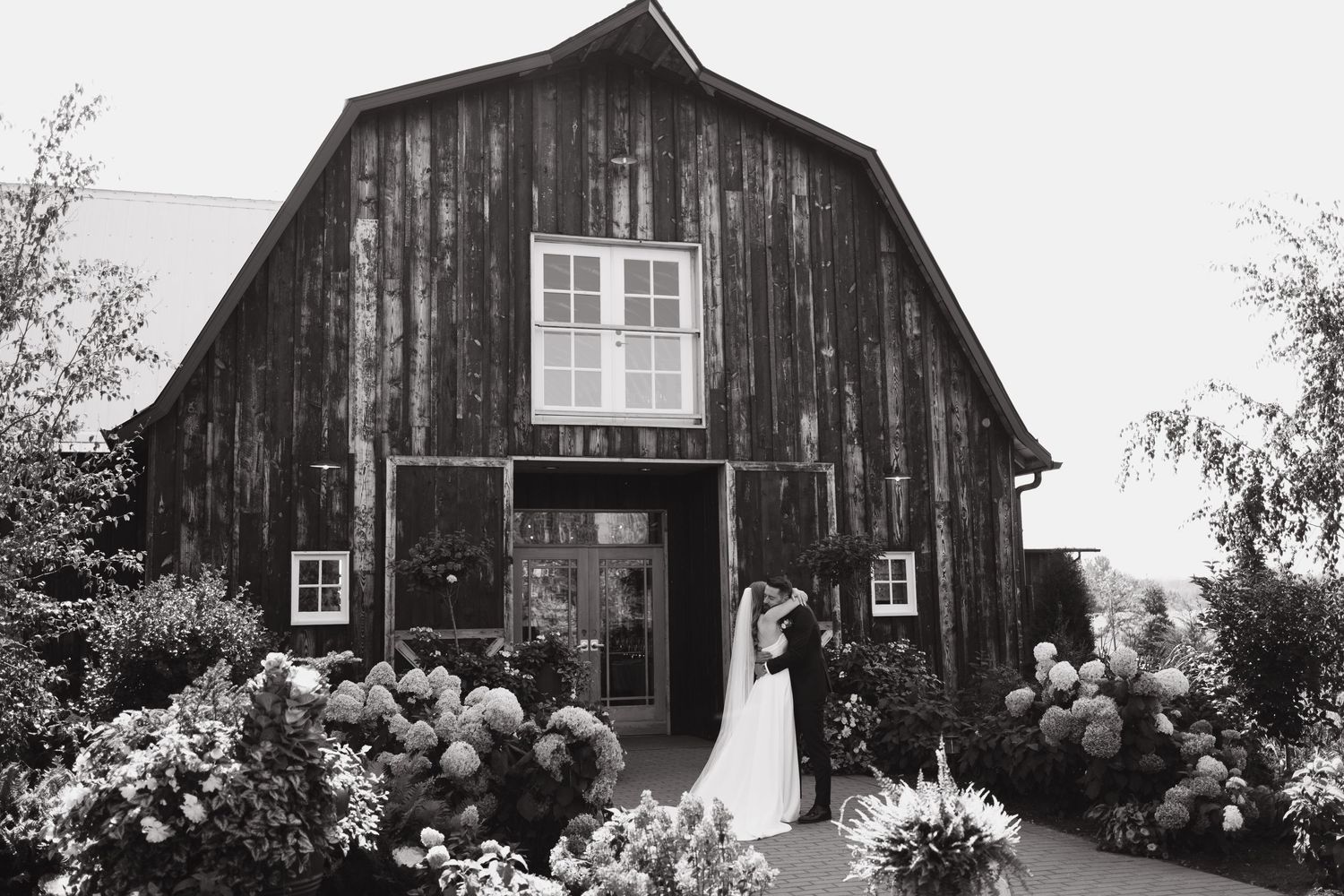 A rustic black and white photo of a wedding couple in front of a barn surrounded by blooming hydrangea flowers in leduc county, AB