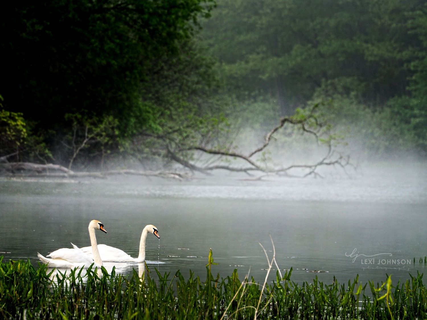 swans in muskegon michigan