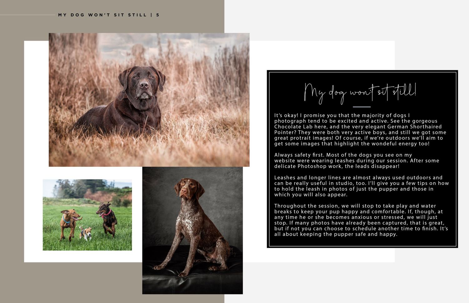 Collection of dog portraits featuring a black lab and pointer in natural outdoor settings.