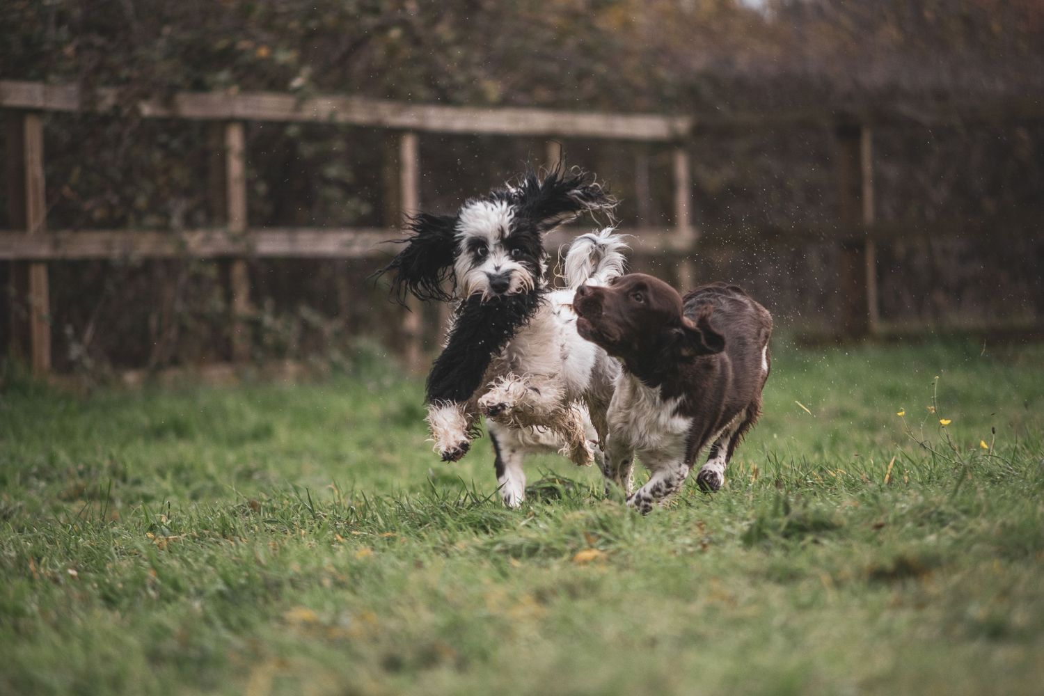 Dog Portfolio, Emma Laws Photography
