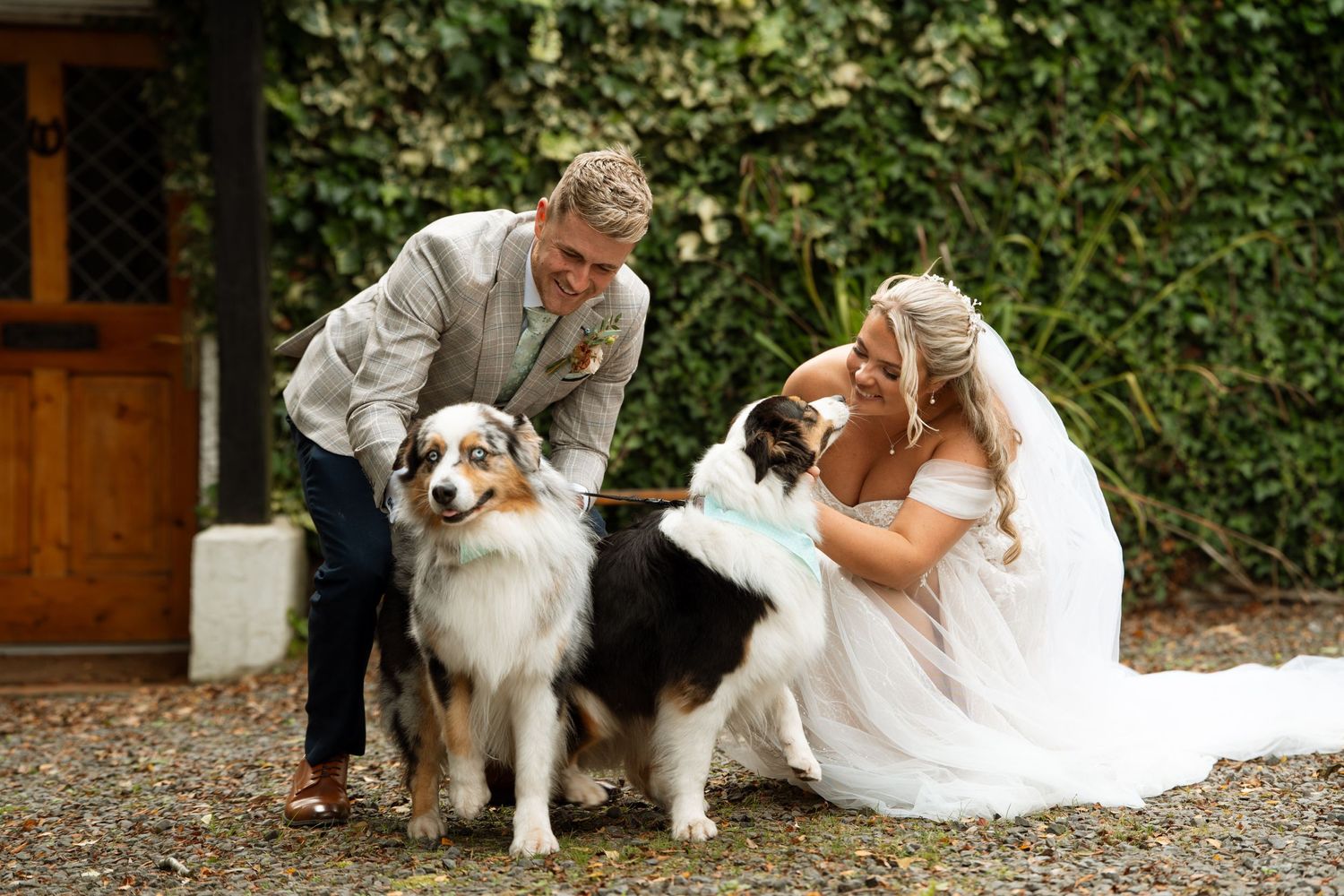 Wedding couple poses with their Australian Shepherd dogs against an ivy-covered wall.