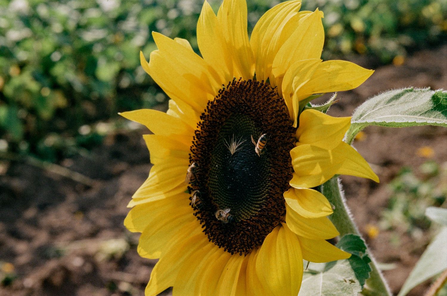 Macro shot of sunflower with bees collecting pollen on dark center disc.