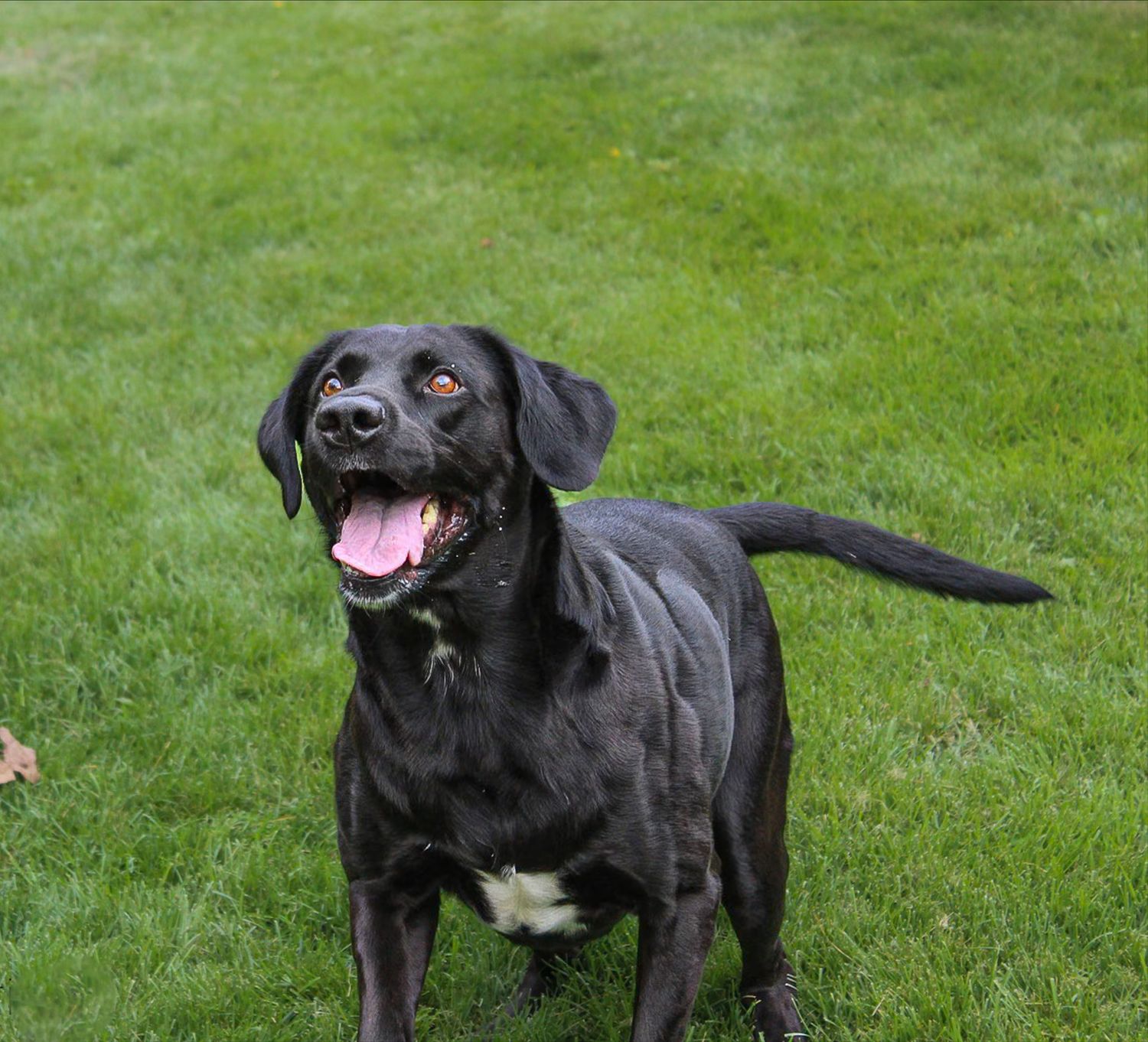 Happy black Labrador dog standing on green grass with tongue out and tail raised.