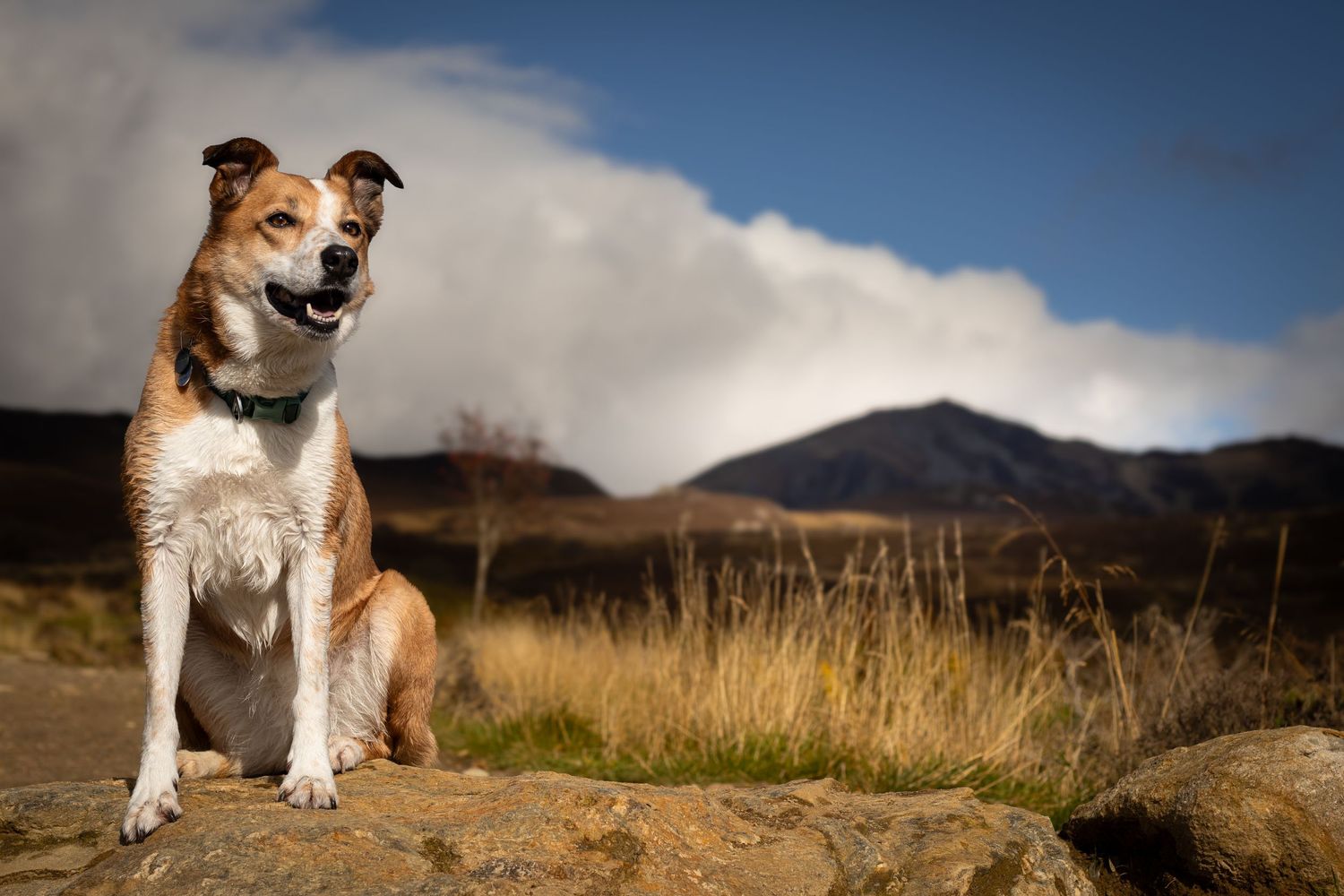 Photograph of a Welsh sheepdog by Woodland Workbench