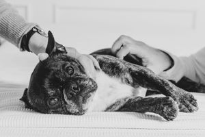 Black and white photo of a French Bulldog lying on its back being gently petted by two hands.