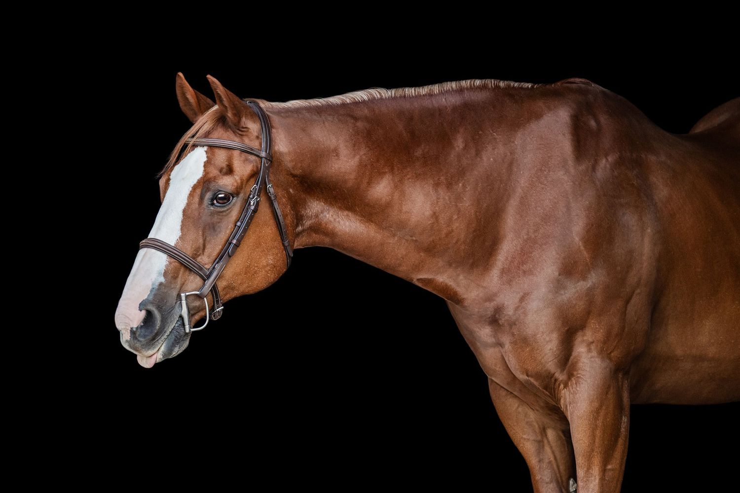 Chestnut horse wearing hunter bridle, sticking his tongue out, head and neck black background portrait.