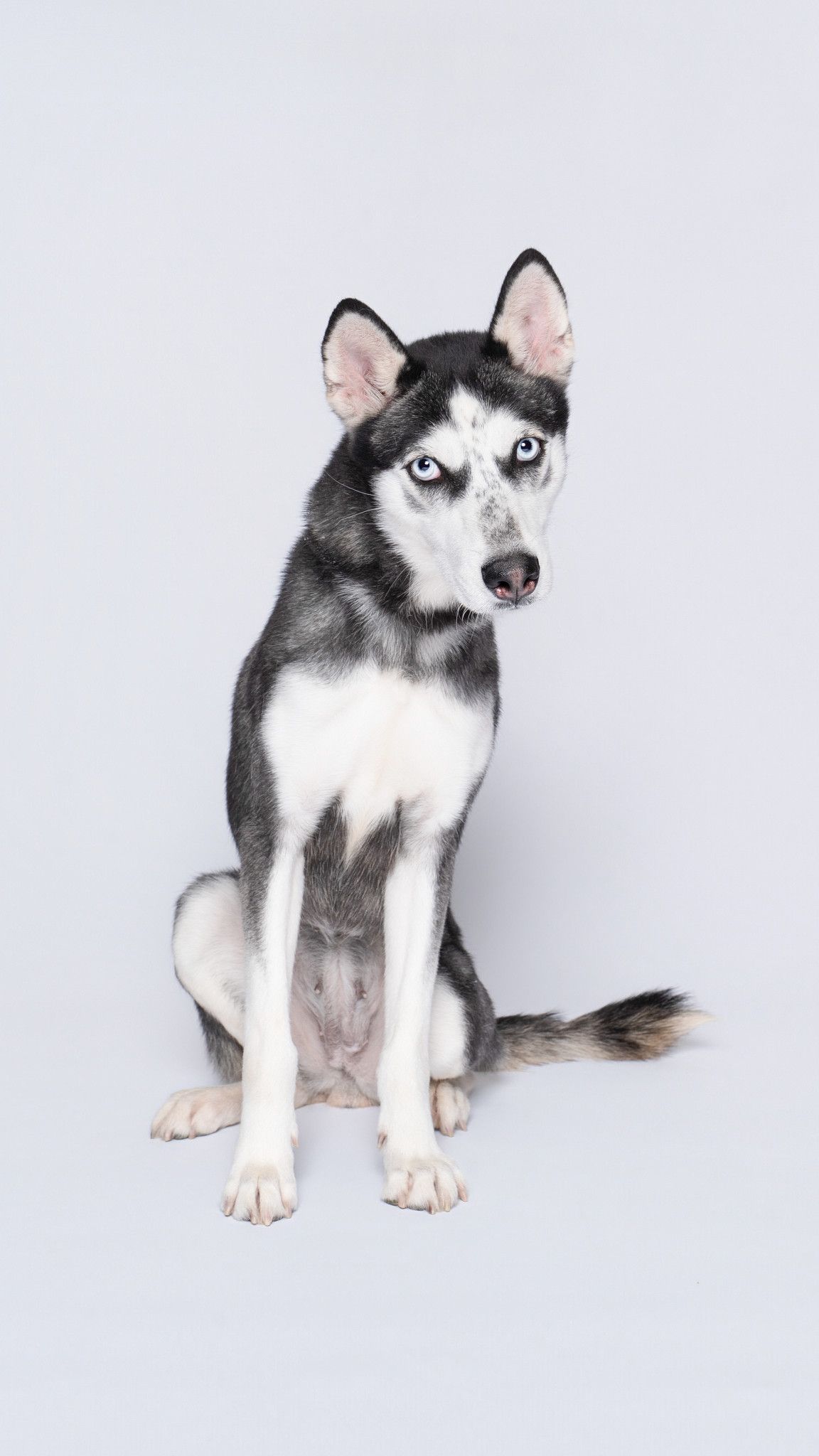 A Siberian Husky shelter dog with black and white fur shown against a white background.