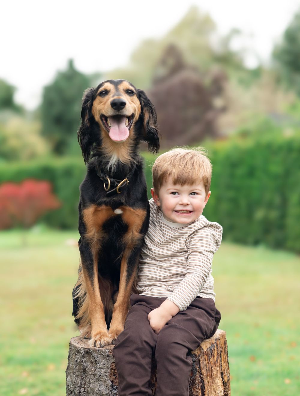 A child and a black and brown dog sitting together on a wooden stump in a grassy outdoor setting.