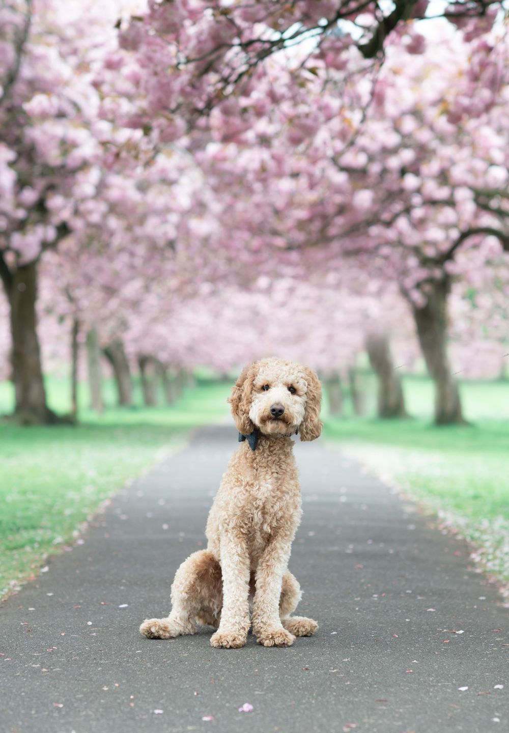A dog stands in front of the cherry blossom trees in Harrogate North Yorkshire.