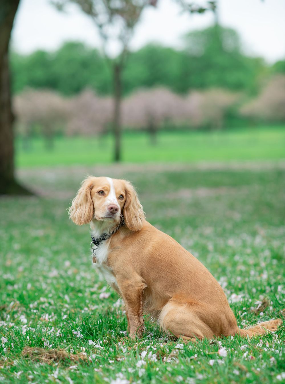 A cocker spaniel with golden fur sits attentively in a grassy field on a spring day in Harrogate.