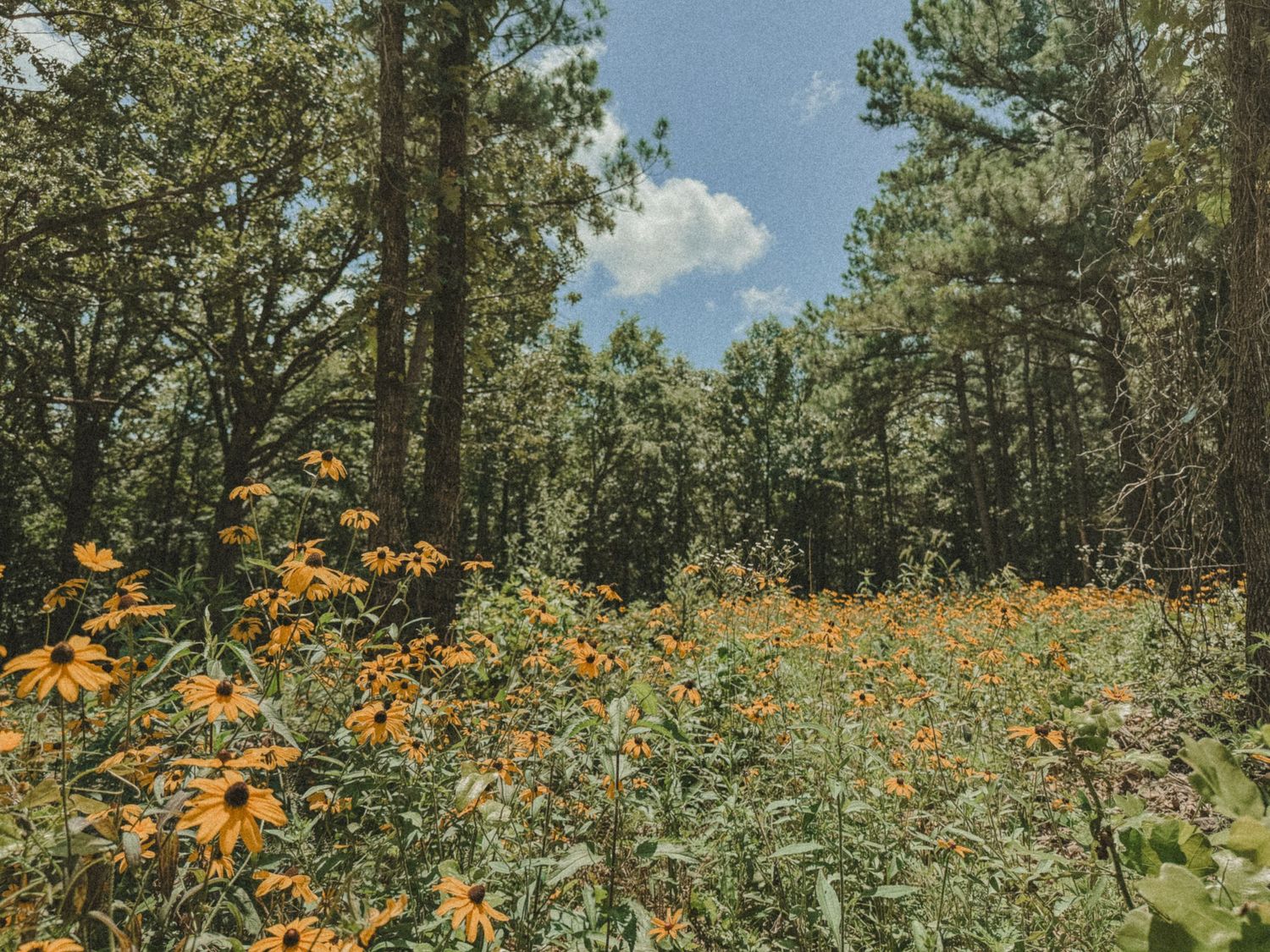 A wildflower meadow with orange black-eyed Susans blooming among green shrubs in a sunlit pine forest under a blue sky in Arkansas