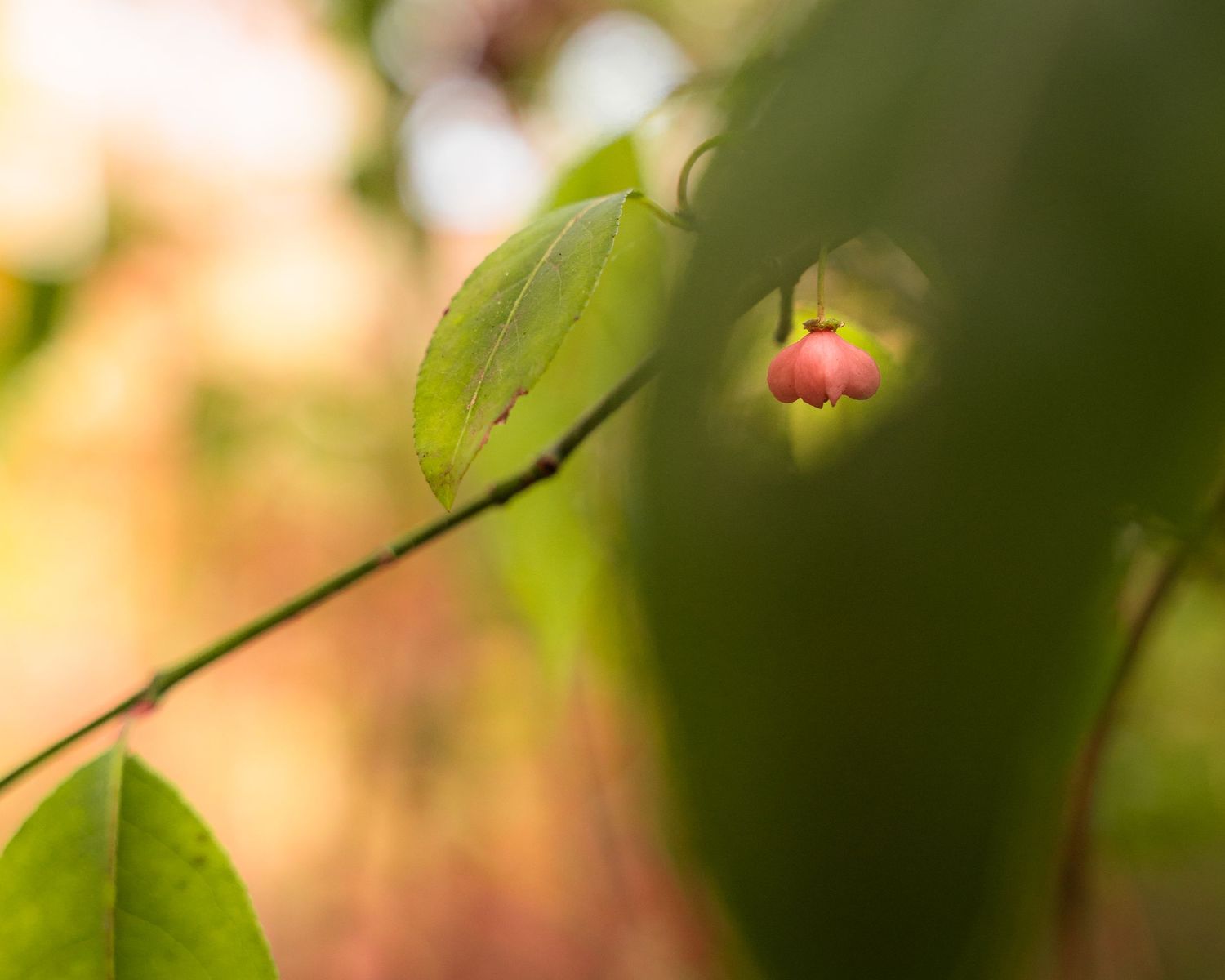 fruit