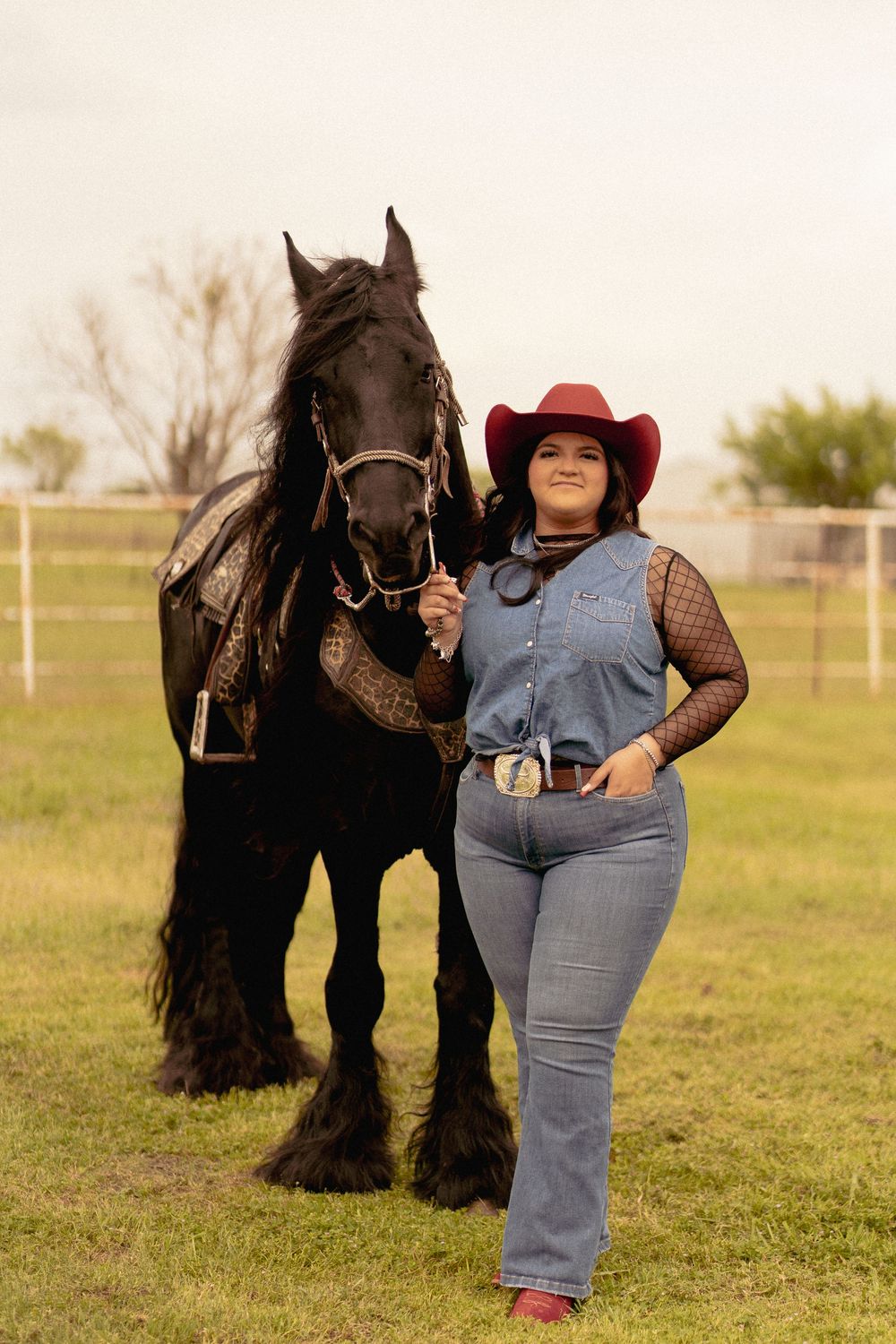 Rural farm scene with beautiful black horses in a grassy field.