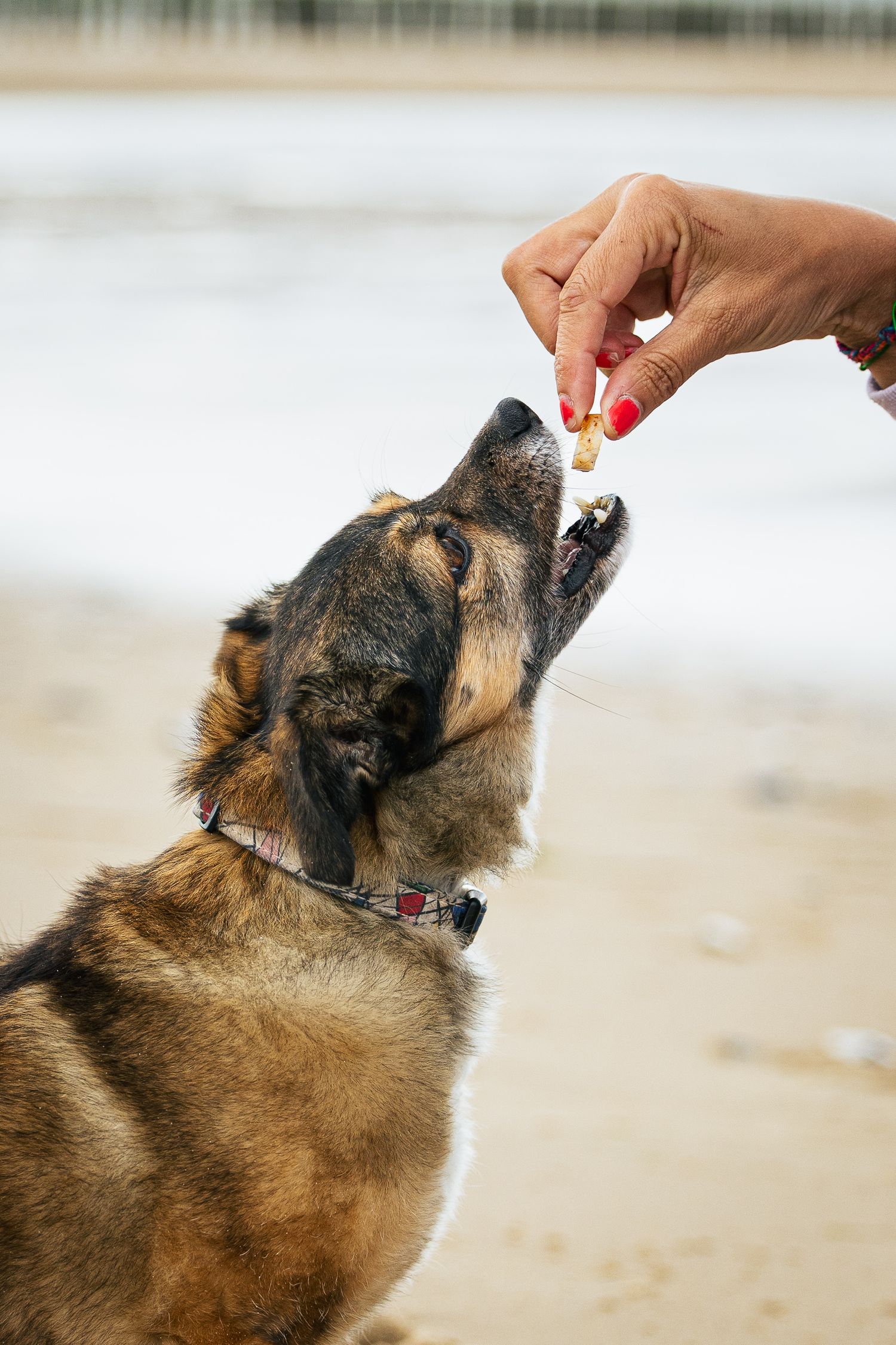 Chienne croisée mangeant une friandise avec sa propriétaire à la plage sur la Côte d'Opale, Hauts-de-France