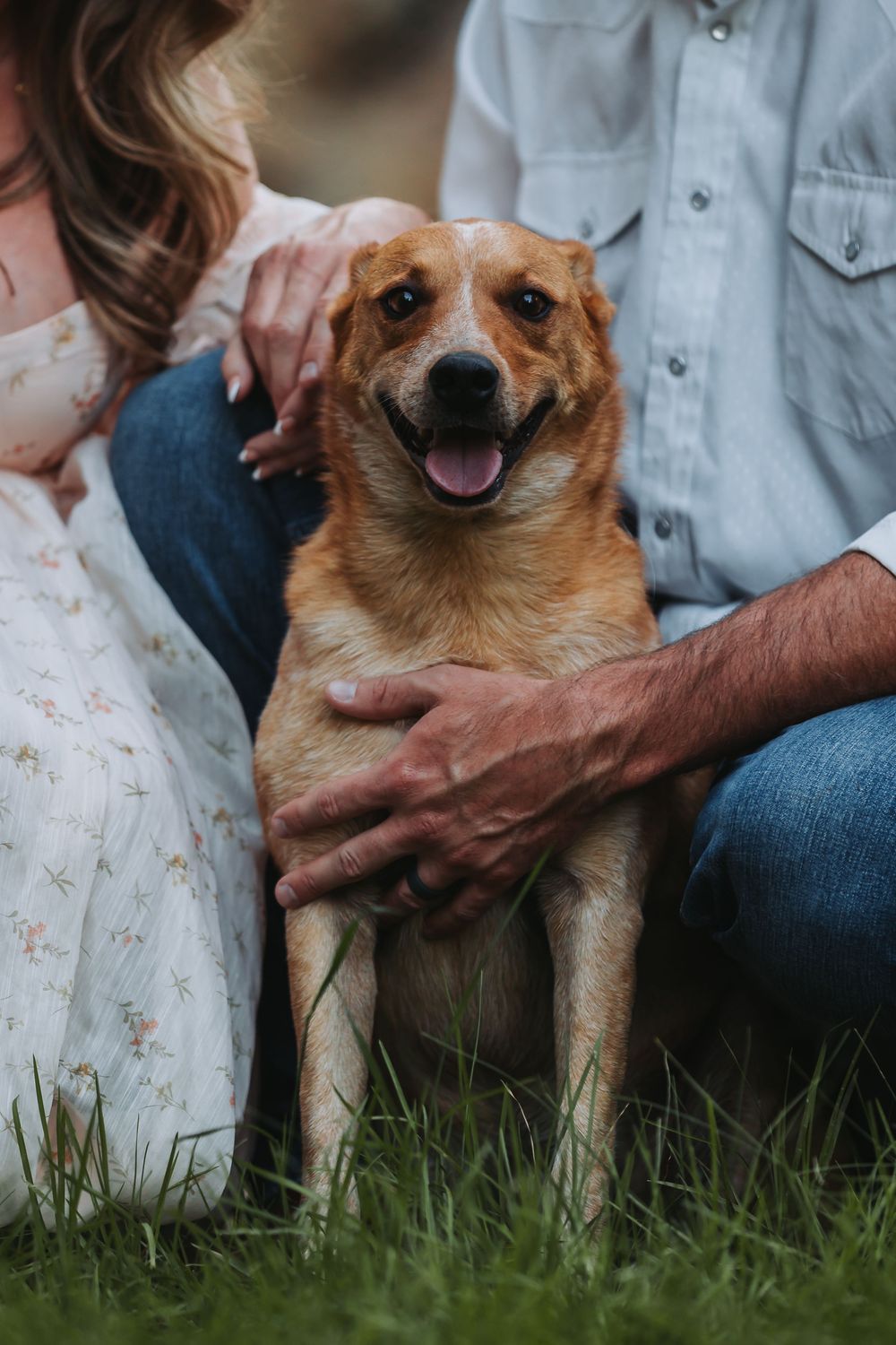 A happy brown dog sits in tall grass while hands gently pet its fur, shown in a series of close-up shots.