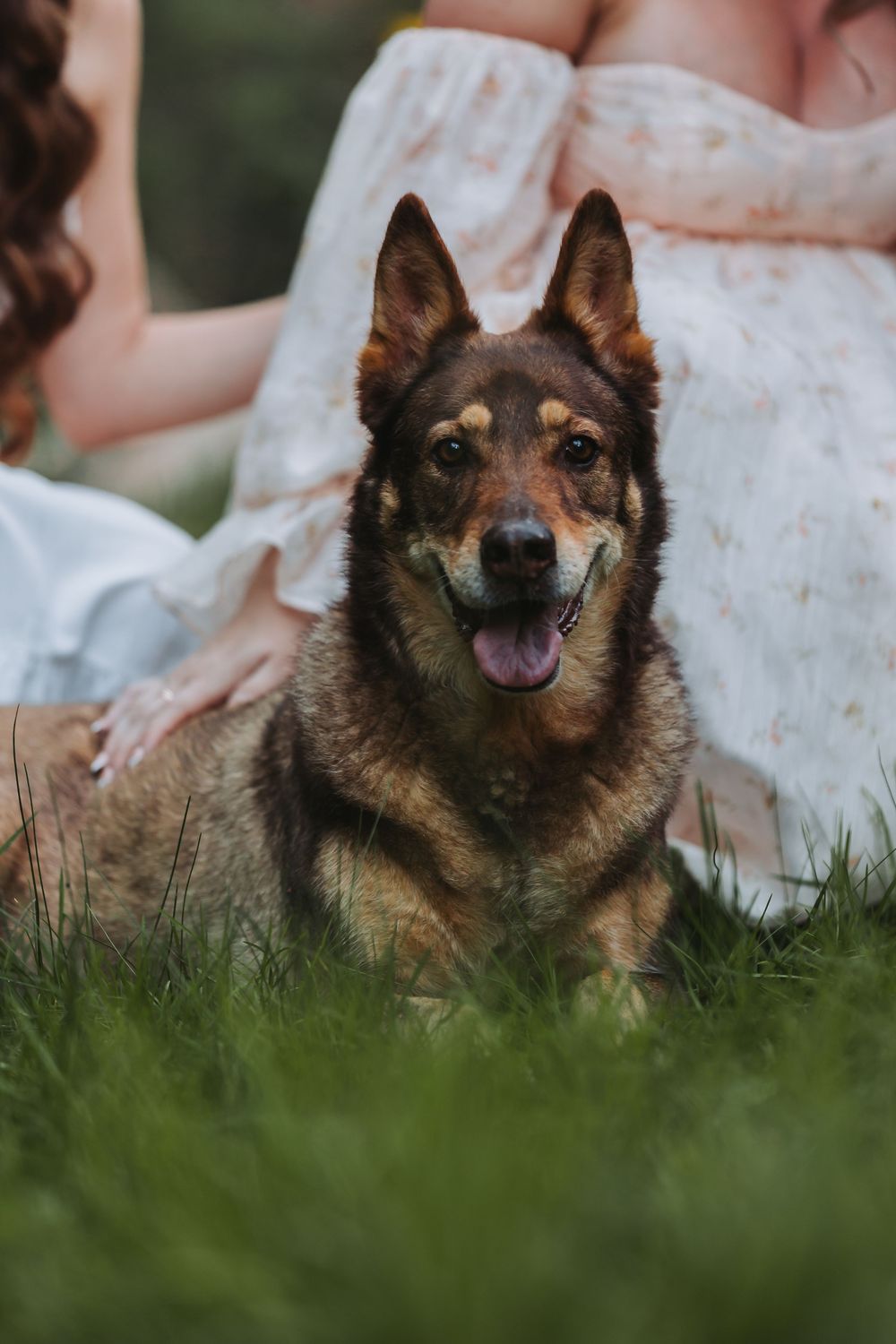 A cute German Shepherd dog lying in green grass with a happy expression and tongue sticking out.