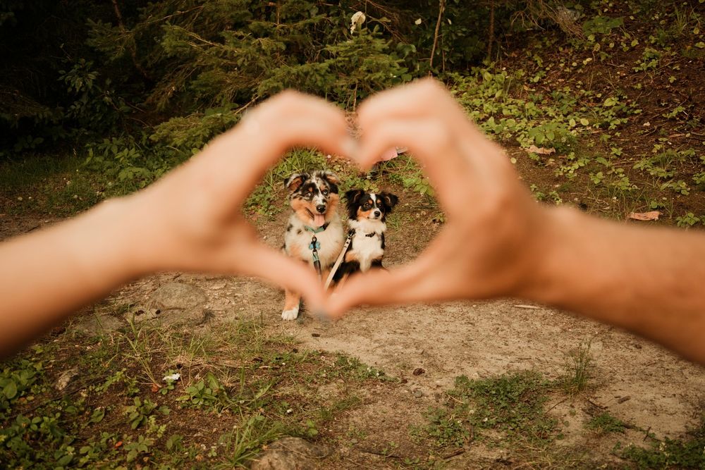 Two dogs sitting on a forest path framed by hands forming a heart shape, expressing love for pets outdoors.