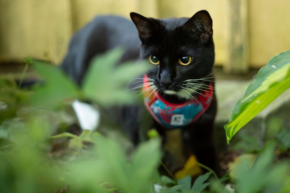 Cat pet portrait photo
