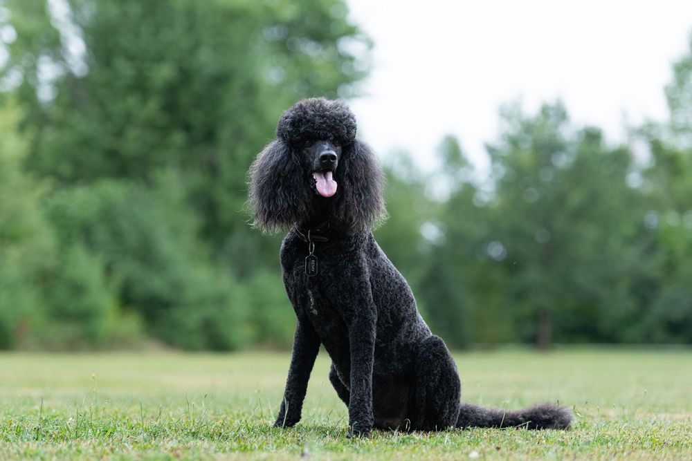 Dog pet portrait photo