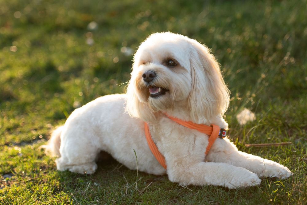 Dog pet portrait photo